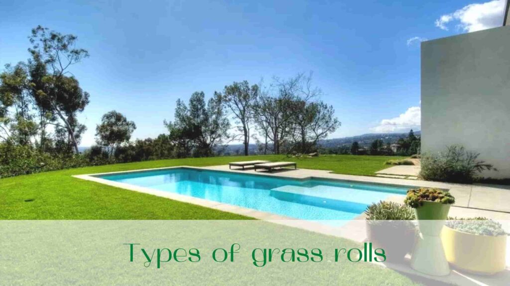 image-Types-of-grass-rolls