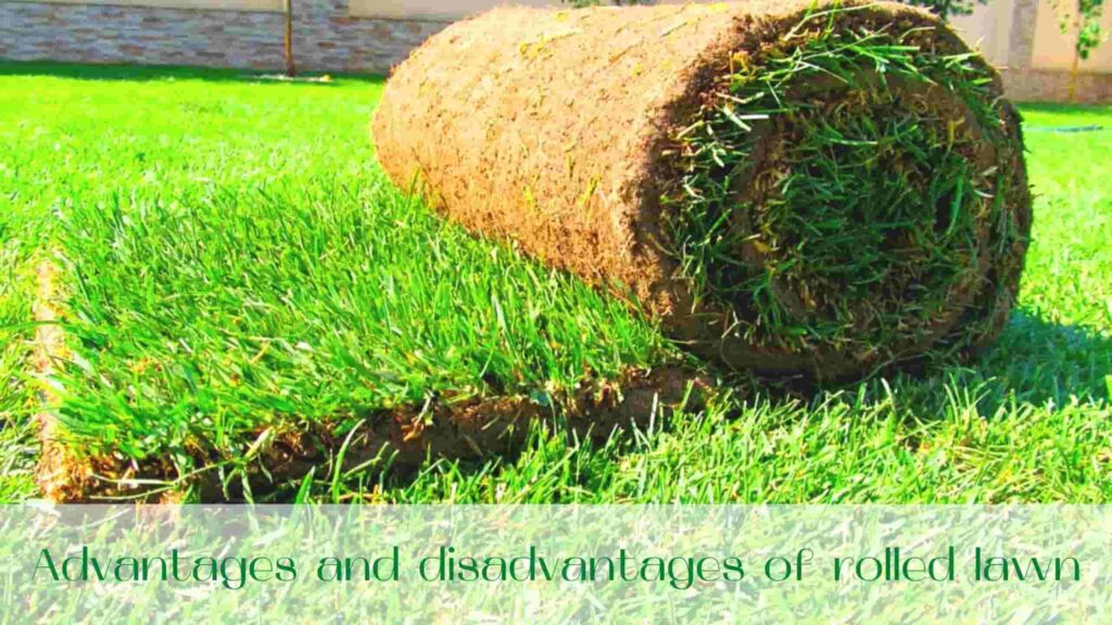 image-Advantages-and-disadvantages-of-rolled-lawn