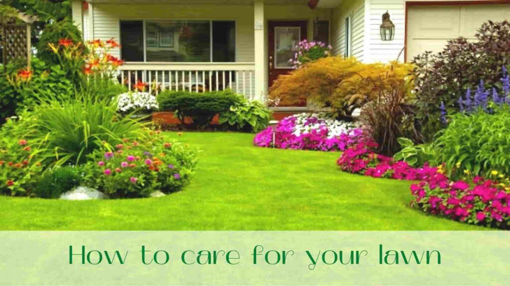 image-How-to-care-for-your-lawn